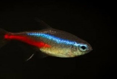 Mengenal Penyakit Umum pada Ikan Neon Tetra dan Cara Mengatasinya!