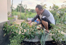 Ubah Halaman Jadi Kebun Mini