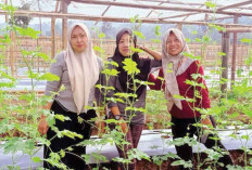 Kebun Labu Siam dan Pare Tumbuh Subur, Sambut PEDA KTNA 2025