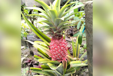 Jadi Hiasan, Bisa Juga Dinikmati