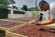 Liberika Lahat Mulai Menarik Perhatian, Potensi Besar Terbuka Meski Petani Masih Hadapi Beragam Kendala