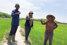 Masih Turunkan Pompa Air, Petani masih Kekeringan 