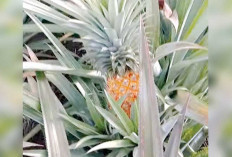 Hasil Penjualan Kembali Dijadikan Modal