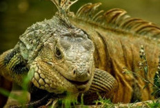 Mengurai Mitos Iguana, Inilah 5 Fakta yang Harus Diketahui oleh Pemilik Iguana