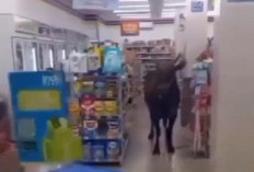 Sapi Masuk Minimarket di Palembang, Polisi Selidiki Pemiliknya
