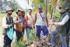 Jadi Hama Utama Perusak Tanaman Padi, Tikus Dibasmi dengan Metoda Gropyokan, Ini Hasilnya 
