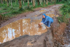 Warga Mengeluh, Jalan Rusak 19 Tahun di Banyuasin Belum Tersentuh Pembangunan