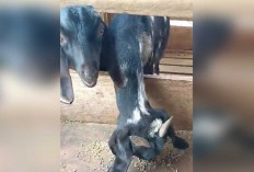 Kembangkan Usaha Kambing, Bisa untuk Aqiqah dan Kurban