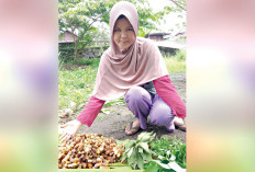  Mampu Hasilkan 2 Kg Kunyit, Bisa Tambah Penghasilan