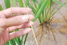 Diawali Adanya Ngengat di Daun Padi, Serangan Hama Penggerek Batang Padi