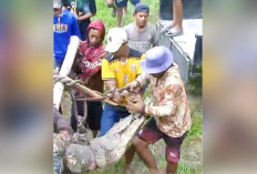 Modal Kayu-Tambang,  Warga Tangkap Buaya