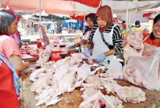 MBG di Sekolah Dimulai Lagi, Harga Ayam Potong Merangsek Naik