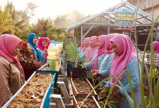 Buktikan Pekarangan Rumah Dapat Menjadi Sumber Penghasilan