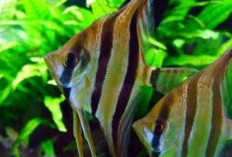 Menilik Harga Terbaru: Simak Perbandingan Harga Ikan Manfish Berdasarkan Ukuran dan Variasi!