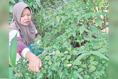 Butuh Cabai, Tak Perlu Lagi ke Pasar