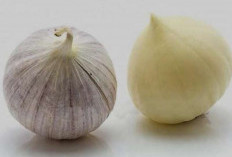 Khasiat Luar Biasa Bawang Putih Tunggal: Rahasia Alami Menurunkan Kolesterol dan Mencegah Berbagai Penyakit