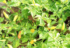 Tanam Cabai di Pekarangan, Solusi Hemat Pecinta Pedas