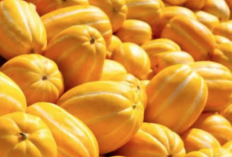 Mau Tahu 10 Jenis Melon Populer, Cek Disini Jawabannya