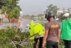 Hujan Deras dan Angin Kencang, Sejumlah Pohon Tumbang di Jalur Lintas Musi Rawas-Muba