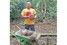 Inspirasi Mas Timbul: Sulap Lahan Sempit di Empat Lawang Jadi Kebun Produktif Penghasil Santan & Es Doger