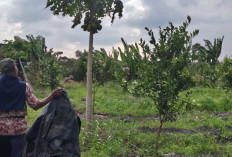 Nilai Jual Stabil, Permintaan Pasar Tinggi, Menunggu Jeruk Siap Berbuah 