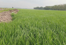 MONITORING, Hama Tikus Potensi Rusak Tanaman