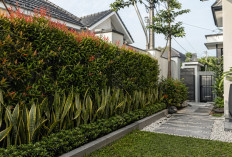 Desain Taman Minimalis 2026: Solusi Tanaman Pagar untuk Rumah Tipe Kecil