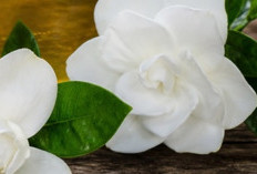 Rahasia Tersembunyi Bunga Kaca Piring: Kulit Glowing dalam Sekejap, Mitos atau Fakta?