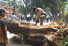  4 Jam Petugas Evakuasi  Pohon Angsana di Sako yang  Tumbang