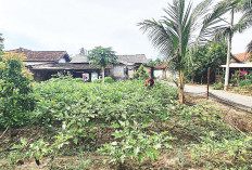 Tak Besar, tapi Cukup Membantu, Kebun Mini Hasilkan Cuan 