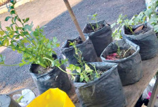 DAUN SELEDRI, Gunakan untuk Kebutuhan Dapur