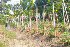 Harga Bagus, Makin Semangat Menanam
