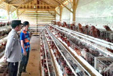 Harga Lebih Murah, Budidaya Ayam Petelur Penuhi Kebutuhan Warga Tanjung Lubuk