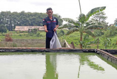 Sulap Bekas Galian Jadi Kolam, Mitra Binaan Bukit Asam Raup Cuan dari Ikan