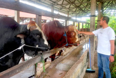 Sapi Premium 1 Ton Lebih Kerap Jadi Pesanan Presiden RI