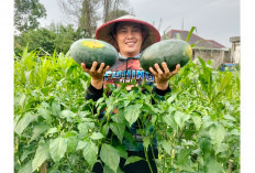 Sulap Perkarangan Jadi Kebun Produktif, Hasilkan Panen Semangka 