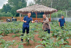 Panen Terong Produk Warga Binaan Bukti Nyata Pembinaan Kemandirian di Rutan Palembang  