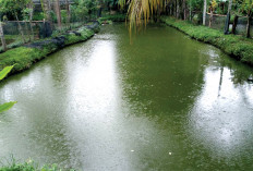 Tambah Penghasilan, Kembangkan Budidaya Ikan Patin, Manfaatkan Halaman Belakang Rumah