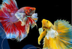 7 Jenis Ikan Air Tawar yang Cocok untuk Pemula pada Juni 2026