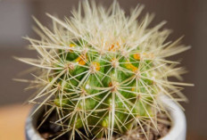Kaktus Indoor, 5 Jenis Cantik yang Percantik Rumah Tanpa Ribet