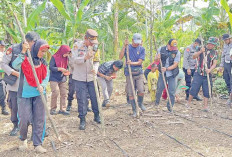 Tanam Jagung Dukung Ketahanan Pangan