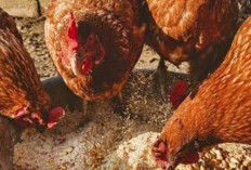 Mau Ayam Ternakmu Sehat dan Unggul? Nih, Ada Panduan Praktis Mengatur Pola Makan Optimal, Plus Cara Buat Pakan