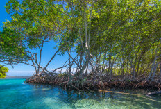 Rekomendasi Hutan Mangrove yang Harus Dikunjungi