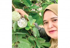 Kaya Manfaat, Tanaman Srikaya Mulai Berbuah 