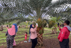  Heboh! Pohon Kurma Tumbuh Subur dan Berbuah Lebat di Pagaralam, Potensi Peluang Bisnis Menjanjikan!