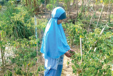 Kemarau Ancam Tanaman Sayuran