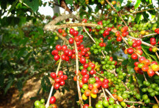 Pagar Alam hingga OKU Selatan, Ini Daftar Daerah Penghasil Kopi Terbesar di Sumsel