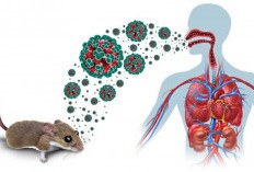  Hantavirus, Dinkes OKI Imbau Warga Tetap Waspada