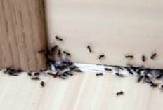 Di Rumah Anda Banyak Semut, Ini Cara yang Bisa Dilakukan untuk Mengusirnya