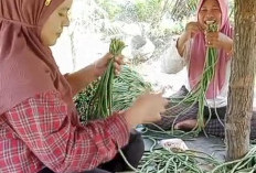  Dijual, Konsumsi Sendiri, hingga Bagi ke Tetangga, Panen Kacang Panjang di Kebun Kelapa Sawit